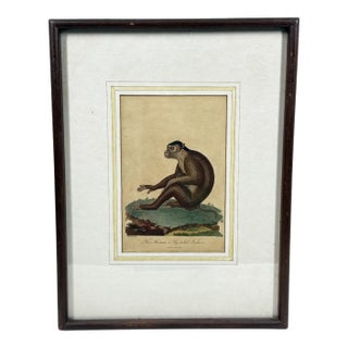 The Maimon, or Pig-Tailed Baboon - An Exceptional 18th-Century Natural History Engraving For Sale