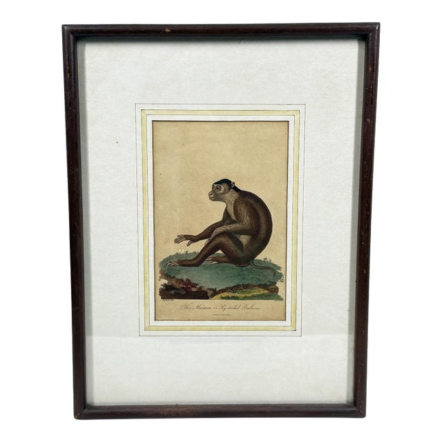 The Maimon, or Pig-Tailed Baboon - An Exceptional 18th-Century Natural History Engraving For Sale