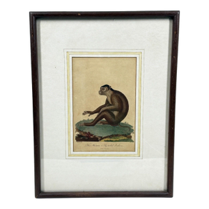 The Maimon, or Pig-Tailed Baboon - An Exceptional 18th-Century Natural History Engraving