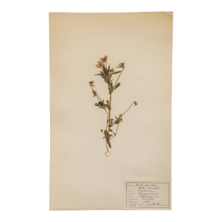 Antique Swedish Herbarium - Viola Tricolor, Circa 1907 For Sale