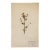 Antique Swedish Herbarium - Viola Tricolor, Circa 1907 For Sale