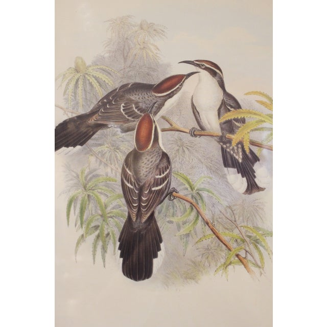English 1970s English Framed Reproduction of Gould's Chestnut-Crowned Pomatorhinus Lithograph For Sale - Image 3 of 10