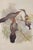 English 1970s English Framed Reproduction of Gould's Chestnut-Crowned Pomatorhinus Lithograph For Sale - Image 3 of 10