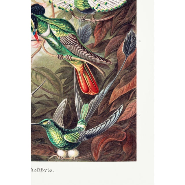 Green Hummingbirds Vintage Art Print Reproduction, 24″ × 36″ For Sale - Image 8 of 8