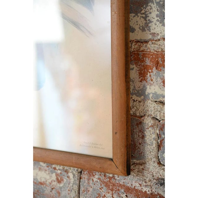 Printmaking Materials John Gould "Ramphatos Inca-Toucan" Bird Litho. For Sale - Image 7 of 9