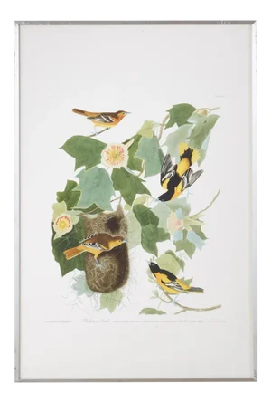 Audubon Baltimore Oriole Plate #12 Havell Edition