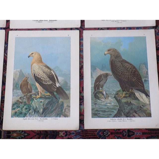 Printmaking Materials Authentic Antique 19th Century Large Folio Birds of Prey Lithographs - Set of 10 For Sale - Image 7 of 9