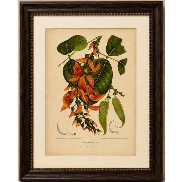 Title: Original Antique Flame of the Forest Botanical Chromolithograph by Hoola van Nooten 1880 : An original antique...