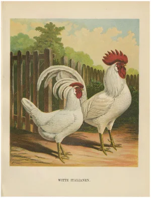 The White Italian Chicken, 1888, Lithograph, Print