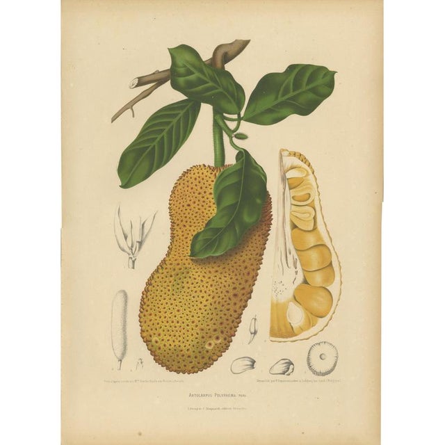 Hoola van Nooten, Jackfruit, 1880, Chromolithograph For Sale - Image 9 of 9