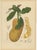 Hoola van Nooten, Jackfruit, 1880, Chromolithograph For Sale - Image 9 of 9
