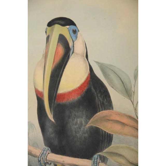 John Gould "Ramphatos Inca-Toucan" Bird Litho. For Sale - Image 4 of 9