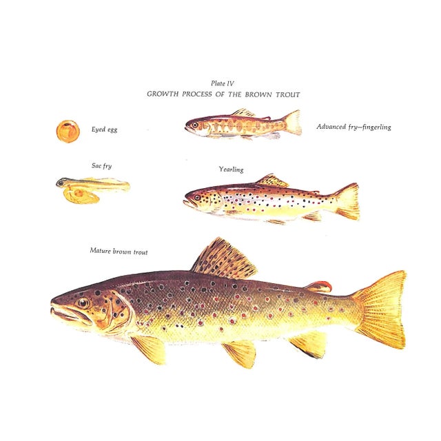 "The Compleat Brown Trout" 1983 Heacox, Cecil E. For Sale In New York - Image 6 of 7
