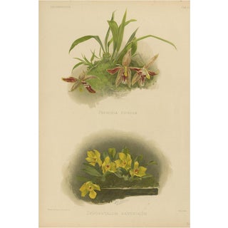 Victorian Botanical Orchid Print Two Exotic Varieties, 1888, Paper For Sale