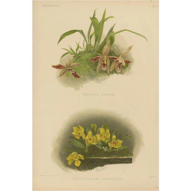 Victorian Botanical Orchid Print Two Exotic Varieties, 1888, Paper For Sale