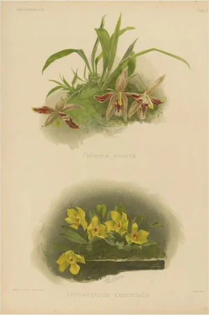 Victorian Botanical Orchid Print Two Exotic Varieties, 1888, Paper