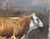 2020s Matthew Paoletti "How Now" Contemporary Naturalistic Rural Animal Painting of a Brown Cow, 2022 For Sale - Image 5 of 10