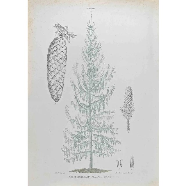 Vincenzo Tenore, German Fir, Lithograph, 1870s For Sale
