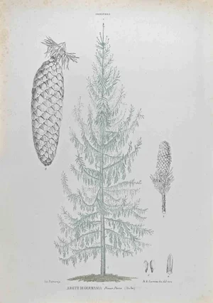 Vincenzo Tenore, German Fir, Lithograph, 1870s