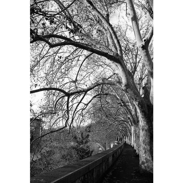 Paul Cooklin, Treeline, River Tiber, Rome, Edition of 50 For Sale - Image 7 of 7