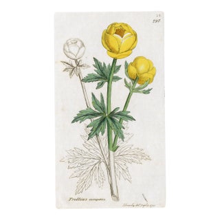 Antique Hand-Colored Botanical Print by the Sowerby Family — English Botany Series (C. 19th Century) B For Sale