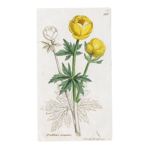 Antique Hand-Colored Botanical Print by the Sowerby Family — English Botany Series (C. 19th Century) B