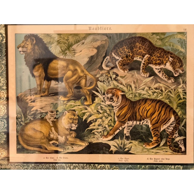 Set of Nine Gotthilf Von Schubert Natural History Chromolithographs For Sale - Image 11 of 17