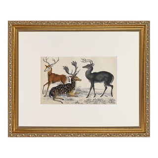 19th Century Antique English Hand Colored Deer Engraving by Goldsmith For Sale