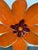 Pat & Andre Juneau Metal Flower Wall Sculpture, Extra Large For Sale - Image 4 of 12
