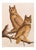 1966 Vintage Farmhouse Cottage Print "Great Horned Owl" After John James Audubon For Sale