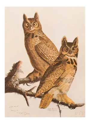 1966 Vintage Farmhouse Cottage Print "Great Horned Owl" After John James Audubon