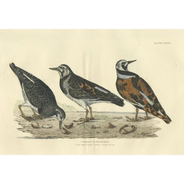Depiction of the Common Turnstone, Seasonal and Sexual Plumage Variations, 1826, Print For Sale - Image 6 of 7