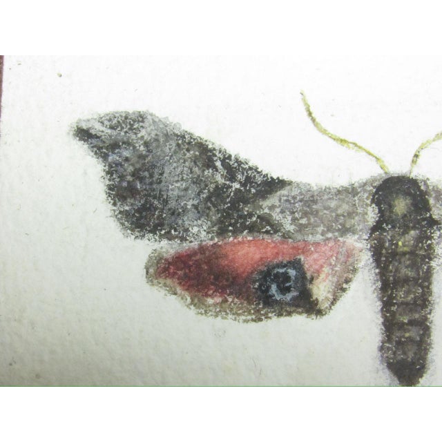 Pair of Antique English Framed Moth Paintings For Sale In San Francisco - Image 6 of 18