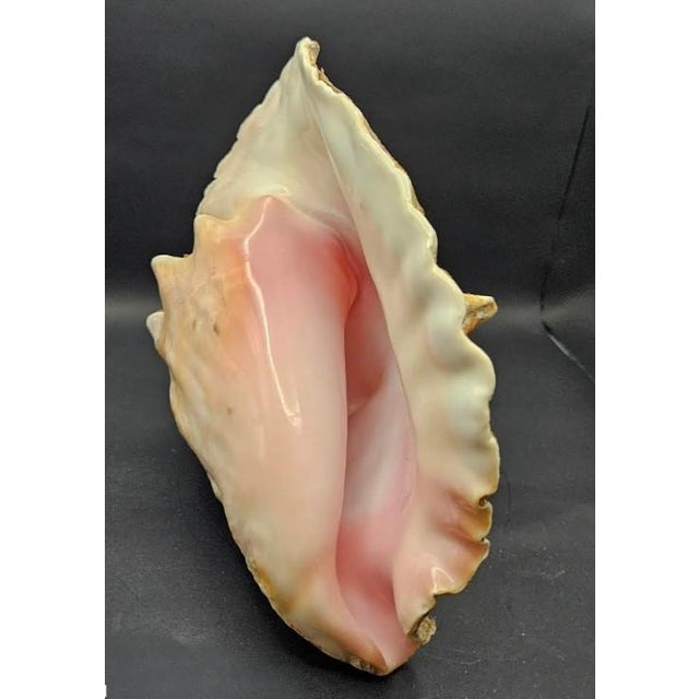 Vintage Australian Large Conch Shell W Peiostracum 8" X 7.5 Inches X 5 Inches For Sale - Image 4 of 8