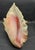 Vintage Australian Large Conch Shell W Peiostracum 8" X 7.5 Inches X 5 Inches For Sale - Image 4 of 8