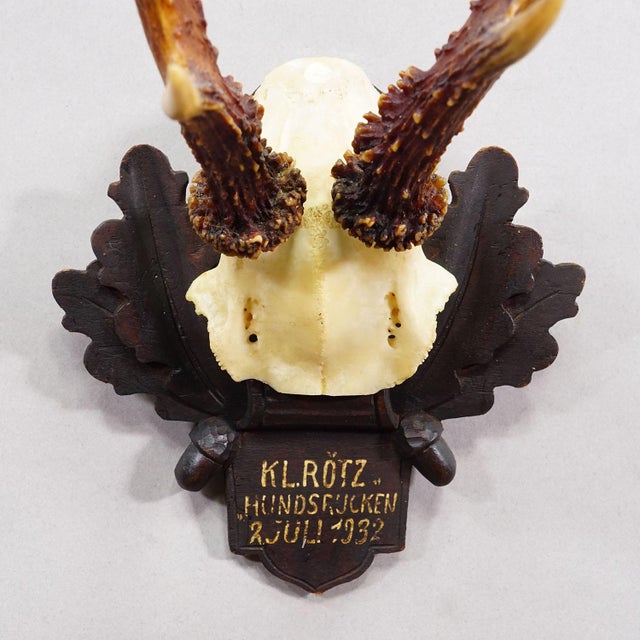 Antique Black Forest Red Deer Trophy on Carved Plaque - Germany 1932 For Sale - Image 4 of 6