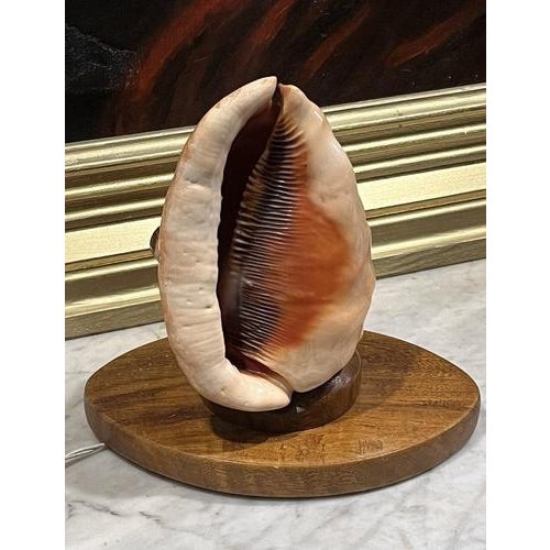 Vintage Conch Shell Lamp, 1950s For Sale - Image 6 of 6