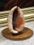 Vintage Conch Shell Lamp, 1950s For Sale - Image 6 of 6
