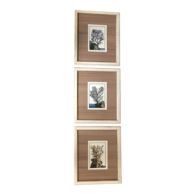 1970’s Gallery Wall Collection 3 Vintage Coral Seascape Hand Colored Engravings -Set of 3 For Sale