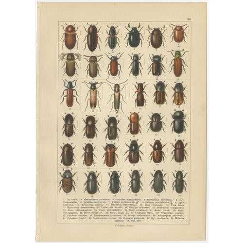 Paper Calwer, Beetles, European Coleoptera Plates, 1893, Chromolithographs, Set of 6 For Sale - Image 7 of 8