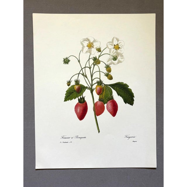 Up for sale is this gorgeous vintage print by PJ Redoute, one of several we are currently listing. With a sheet size of...