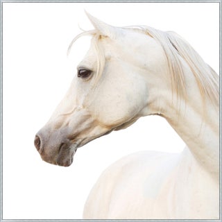 Equestrian Arabian Photography Lillian August For Sale