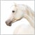 Equestrian Arabian Photography Lillian August For Sale