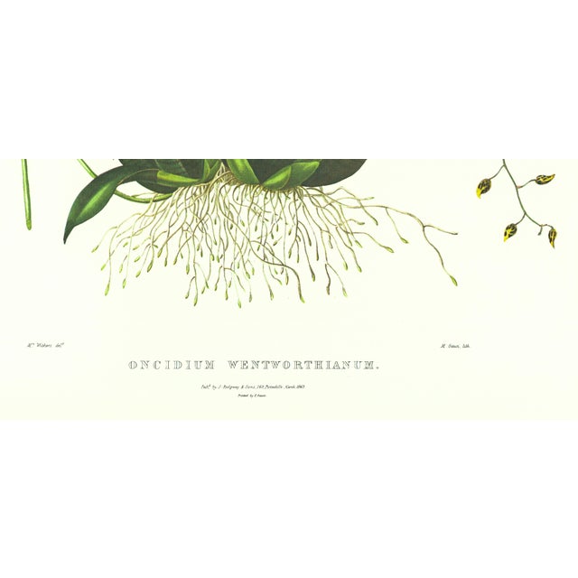 Realism Large 1973 Orchid Flower Lithograph "Oncidium Wentworthianum" (Earl Fitzwilliam's Oncidium" After James Bateman For Sale - Image 3 of 6