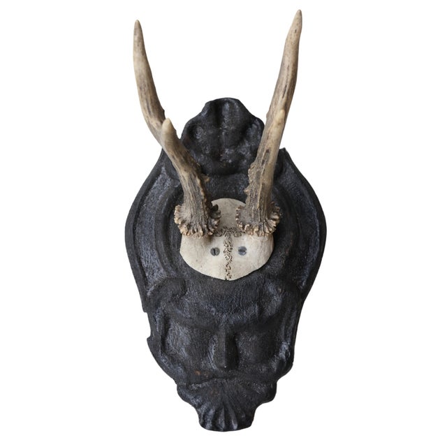Add a touch of timeless charm to your space with this Antique Black Forest Roe Deer Mount, a captivating piece of...