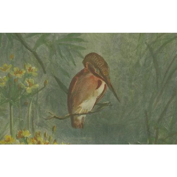 Giacomelli, Kingfisher by the Water's Edge, 1891, Print For Sale - Image 4 of 7