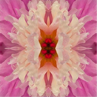 "Laced I" Pink, Yellow Flower Botanical Color Limited Edition Photograph Framed For Sale
