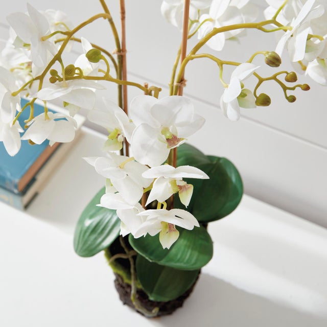Kenneth Ludwig Chicago Phalaenopsis Orchid Drop-In 20" For Sale - Image 4 of 7