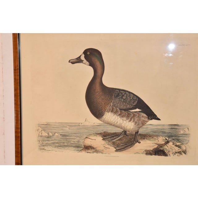 19th Century Engraving of a Scaup Pochard by Prideaux John Selby For Sale In Greensboro - Image 6 of 6