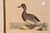19th Century Engraving of a Scaup Pochard by Prideaux John Selby For Sale In Greensboro - Image 6 of 6